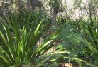 St Peters NSWplanting-garden-and-landscape-design-46.jpg; ?>